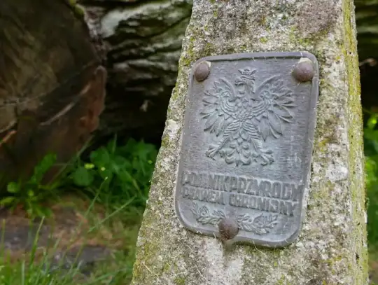 330-letni dąb odszedł, nowy wyrósł – historia trwa