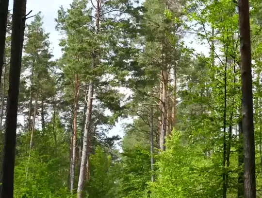 Bezpieczeństwo w lesie [wideo]