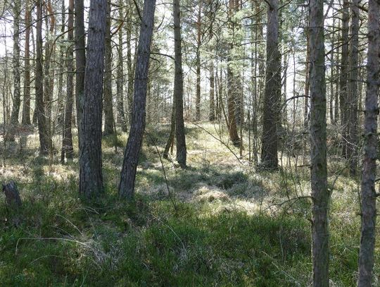 Do lasów, parków... Luzowanie obostrzeń