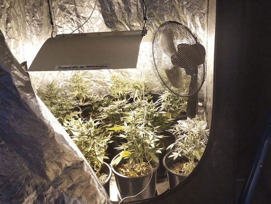 Dwie plantacje marihuany. Aresztowano dwóch mężczyzn