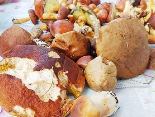 Grzybobranie. Co zrobić, gdy zgubisz się w lesie?