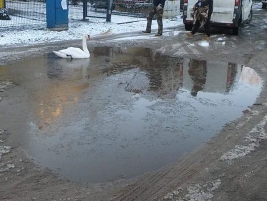 Nietypowy gość na Karnowskiego. Zabłąkał się w kałuży...