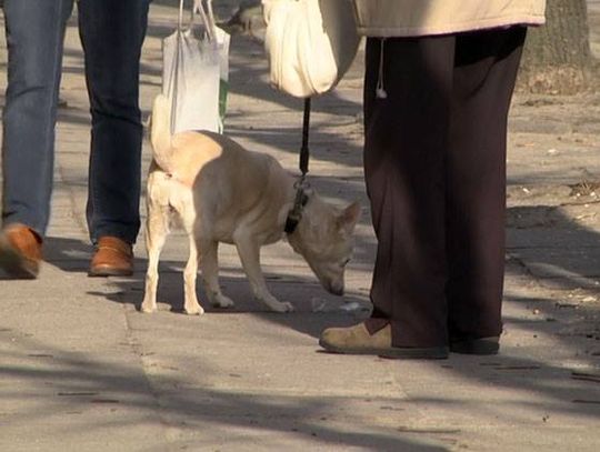 Uwaga właściciele psów. Zmiany w Kodeksie Wykroczeń