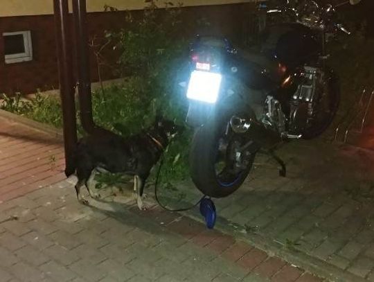 Wejherowo. Pies stróżujący stał się...szczekającym