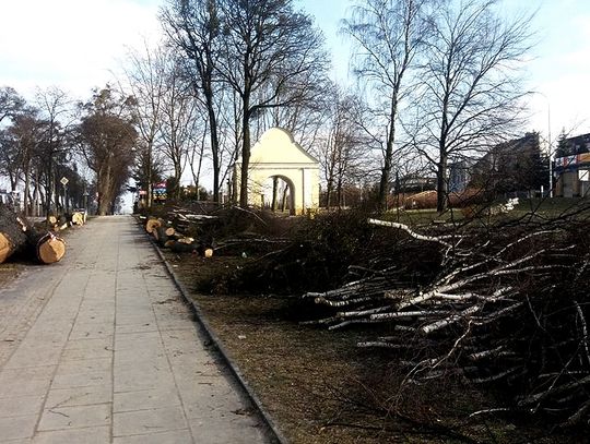 Wycinka drzew w Wejherowie. Przygotowania pod inwestycje. 