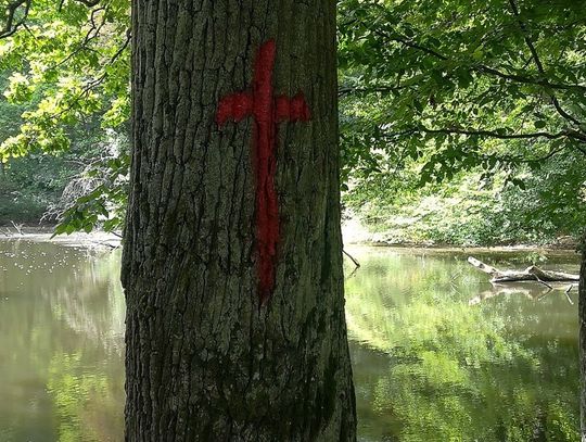 "...żeby ludzie pamiętali". Czerwone krzyże na drzewach