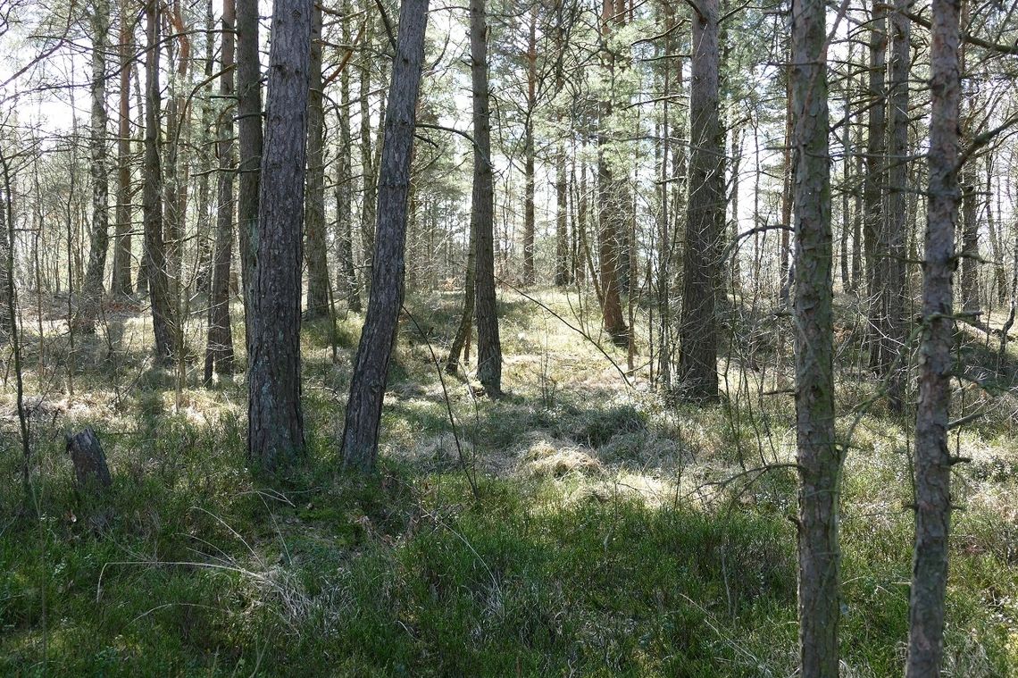 Do lasów, parków... Luzowanie obostrzeń