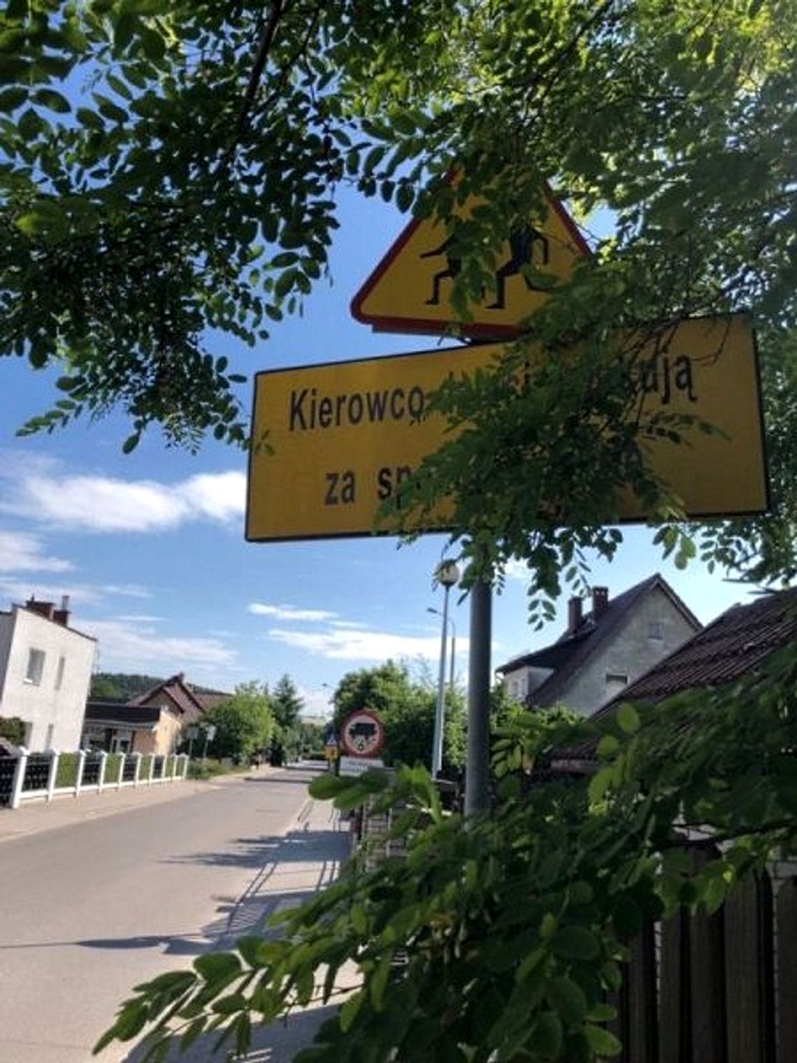 Gałęzie drzew zasłaniają znaki drogowe. Straż dokonała przeglądu