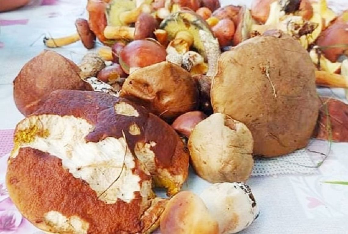 Grzybobranie. Co zrobić, gdy zgubisz się w lesie?