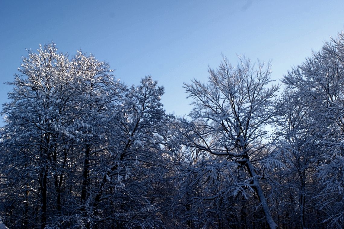 Mogą wystąpić silne podmuchy wiatry. Obficie sypnie śniegiem.