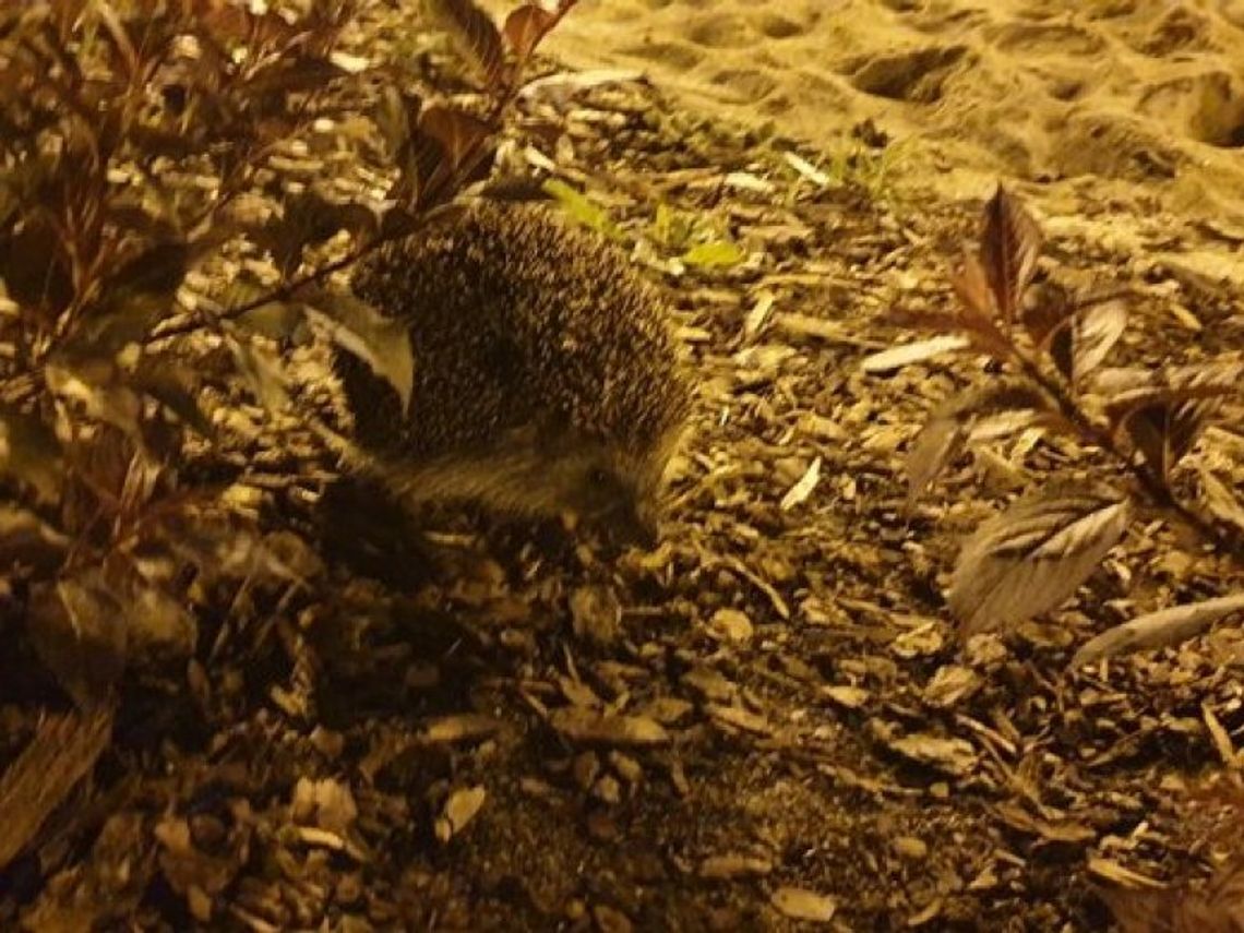 Nietypowa interwencja. Do rzeki wpadł jeż
