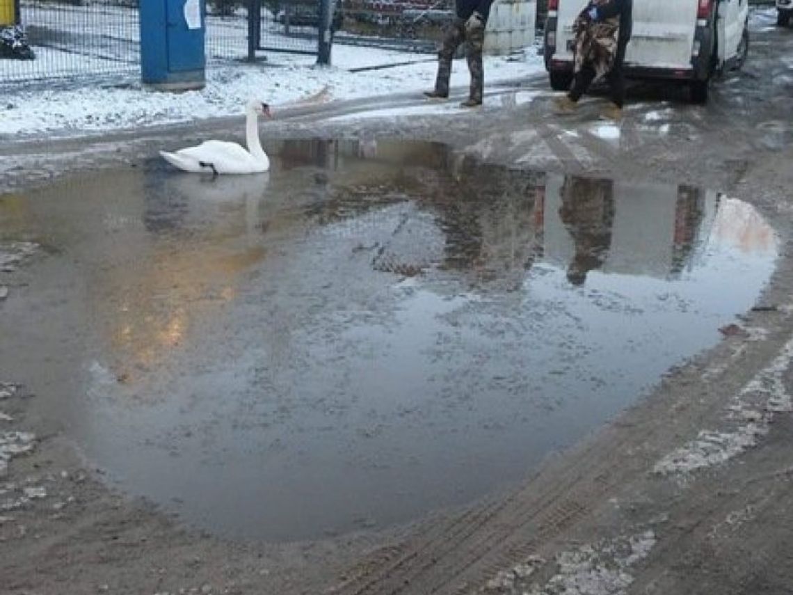 Nietypowy gość na Karnowskiego. Zabłąkał się w kałuży...