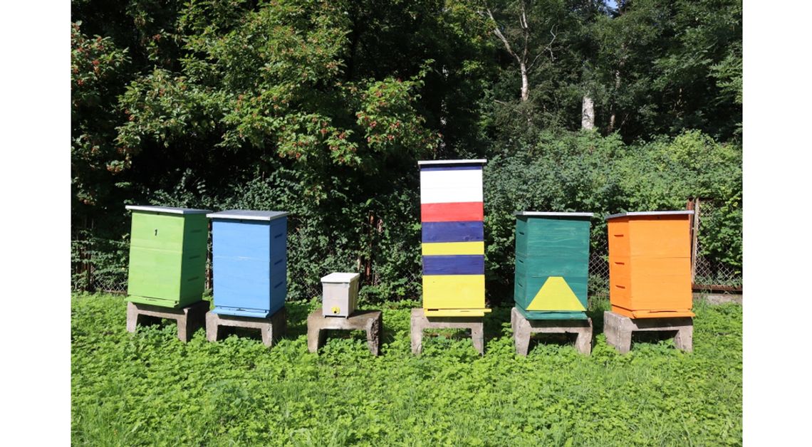 Pasieka w pobliżu wejherowskiego szpitala