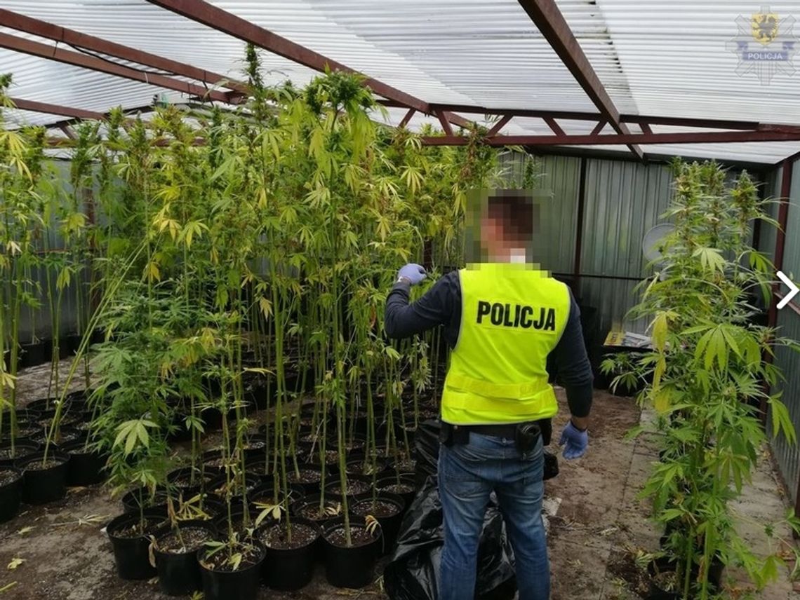 Plantacja marihuany zlikwidowana. Zatrzymano podejrzanego. 