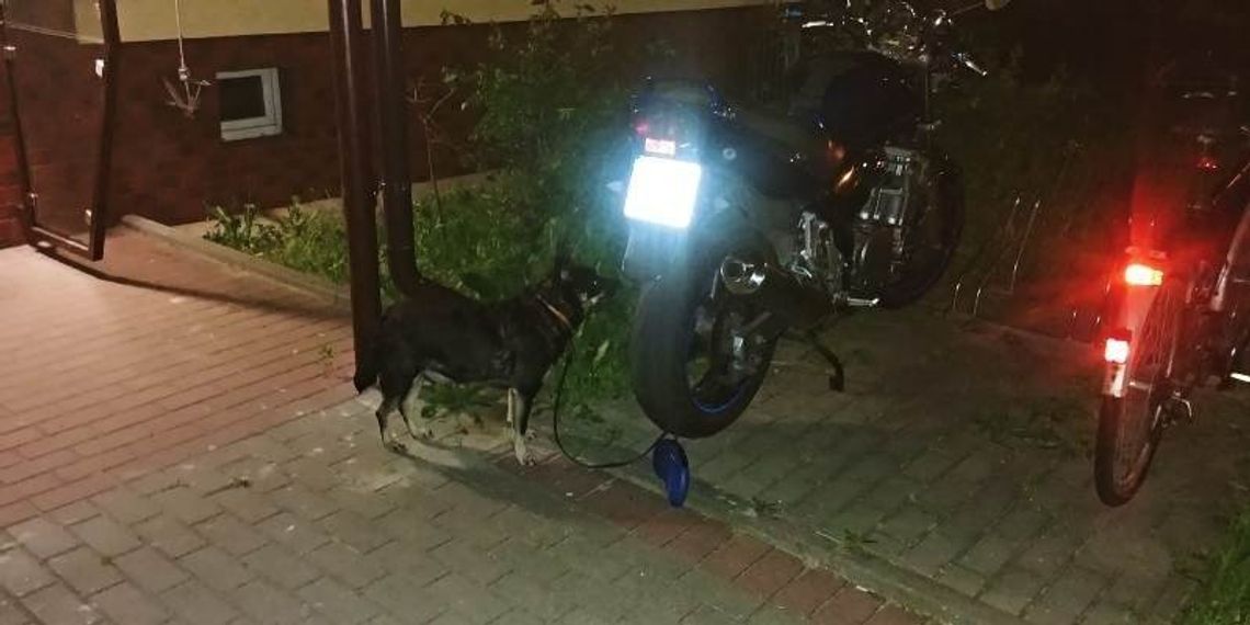 Wejherowo. Pies stróżujący stał się...szczekającym