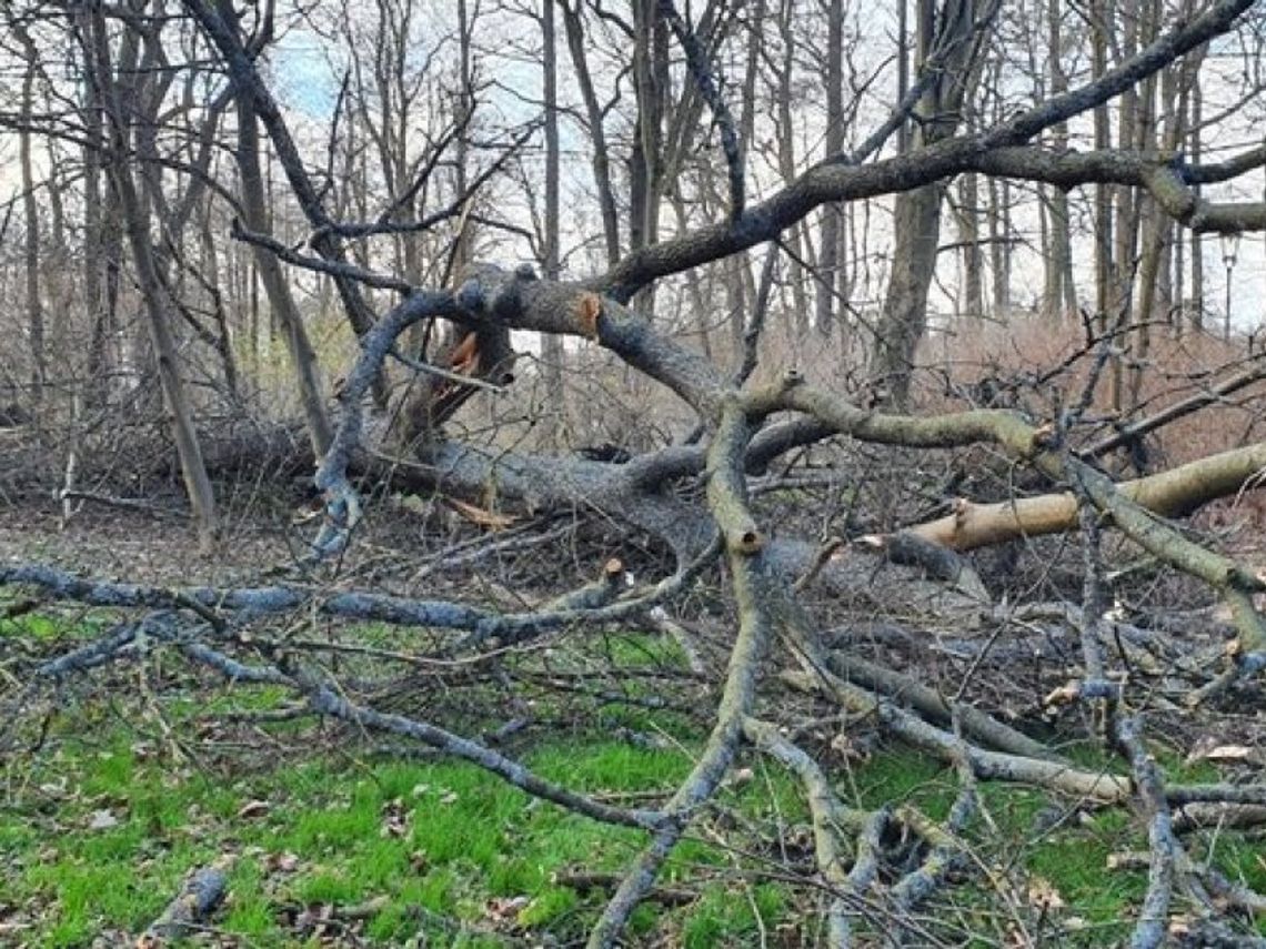 Wiatr wyrywał drzewa. Zniszczona infrastruktura Wiatr wyrywał drzewa. Zniszczona infrastruktura