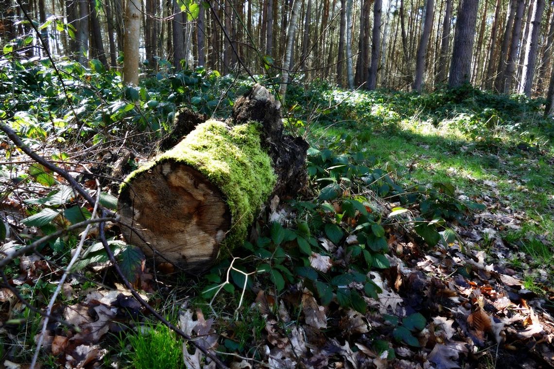 Wsparcie na zalesianie i tworzenie terenów zalesionych. Nabór wniosków