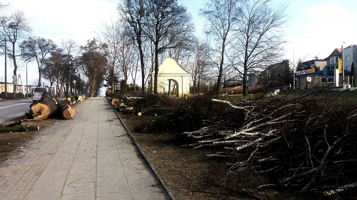 Wycinka drzew w Wejherowie. Przygotowania pod inwestycje. 